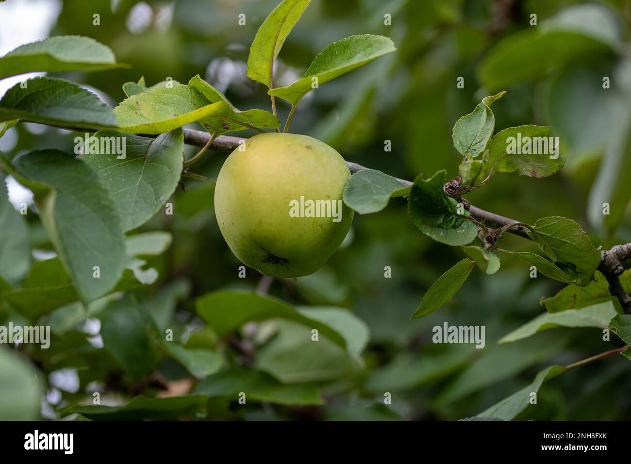Malus domestica borkh apple growing on a tree with green leaves in the background Stock Photo