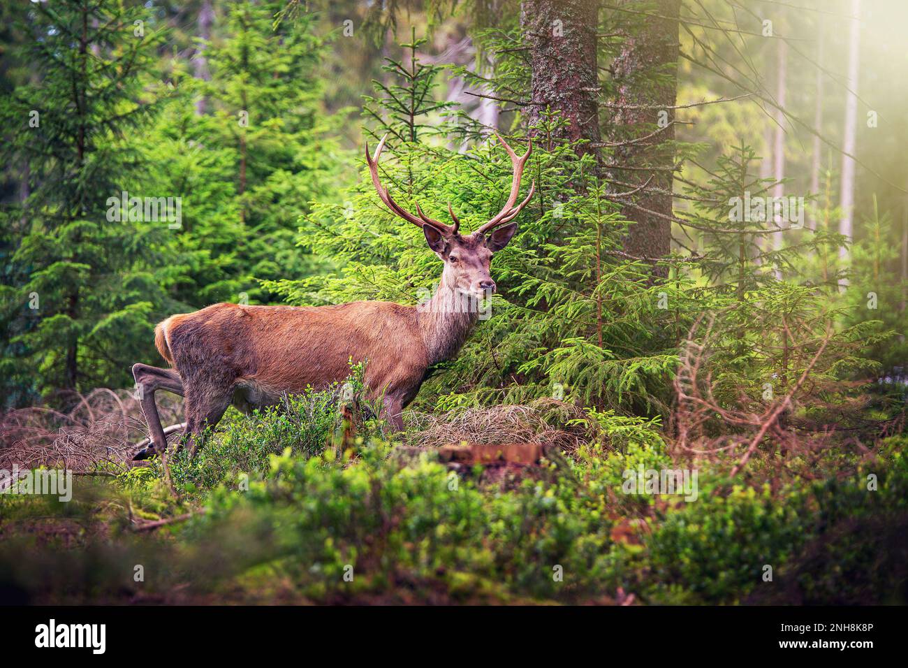 Deer, Cervus elaphus, with antlers growing on velvet.A huge deer in deep spruce forest. Wild animals in spring . The best photo. Stock Photo