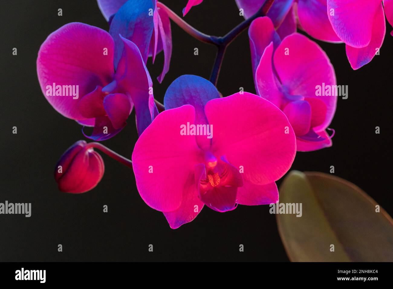 Branch of orchid flowers on dark background in neon light Stock