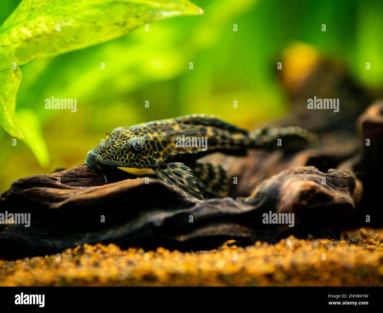 suckermouth catfish or common pleco (Hypostomus plecostomus) isolated in a fish tank with