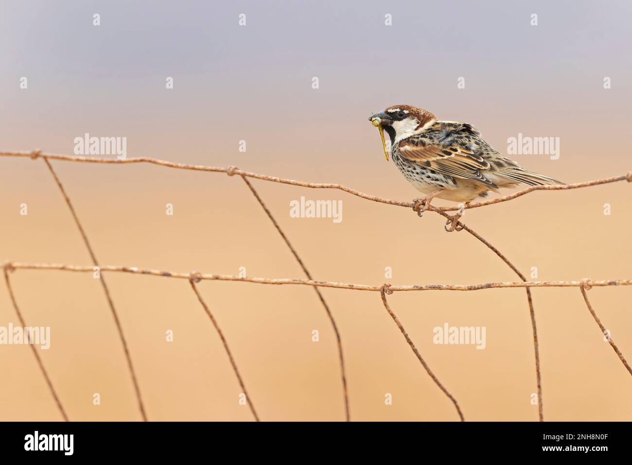 Spanish sparrow (Passer hispaniolensis) perched on the island of Fuerteventura. Stock Photo