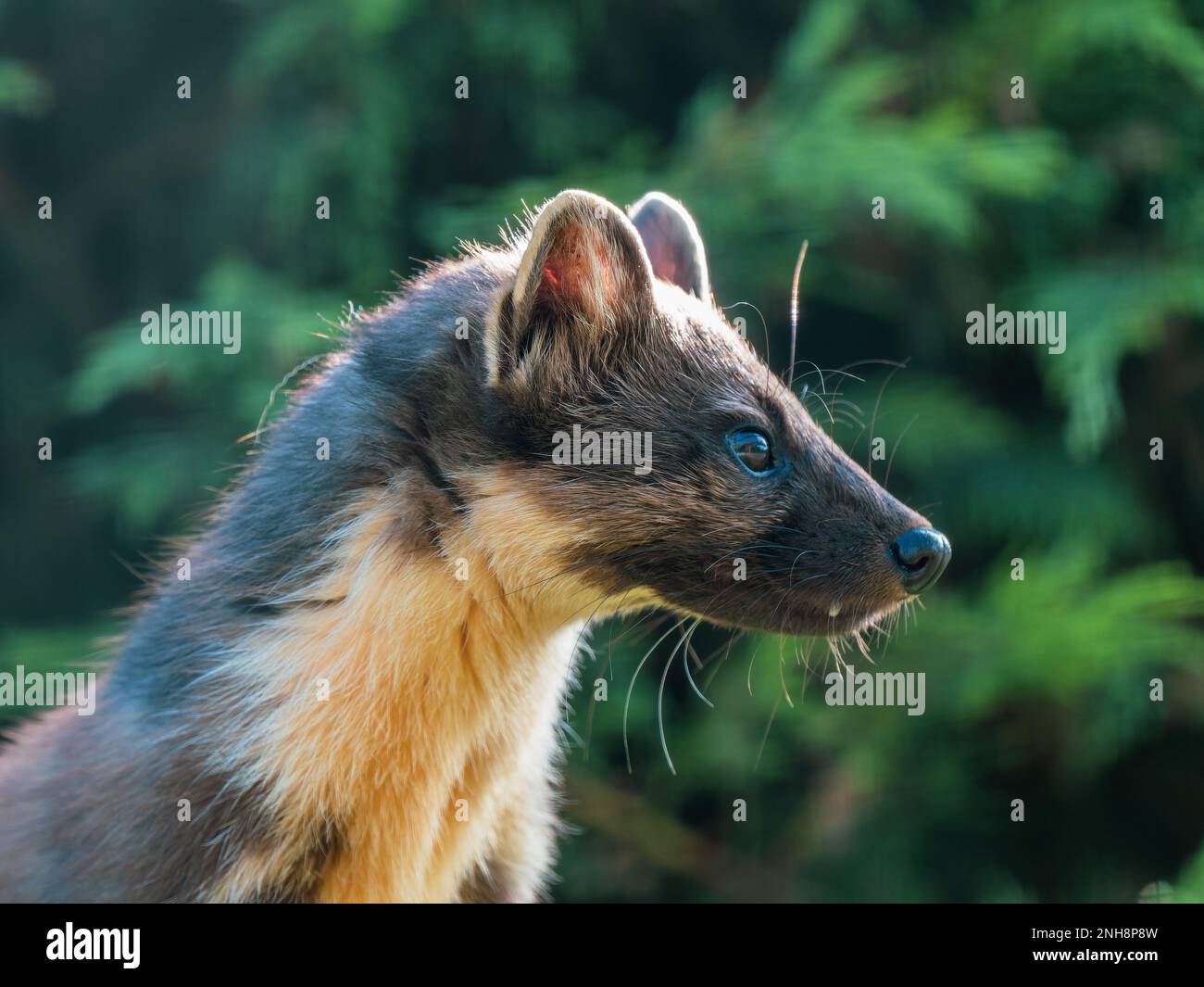 Pine marten head hi-res stock photography and images - Alamy