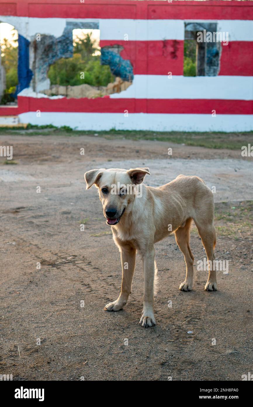 Cute Puerto Rico Street dog and the Puerto Rico flag Stock Photo Alamy