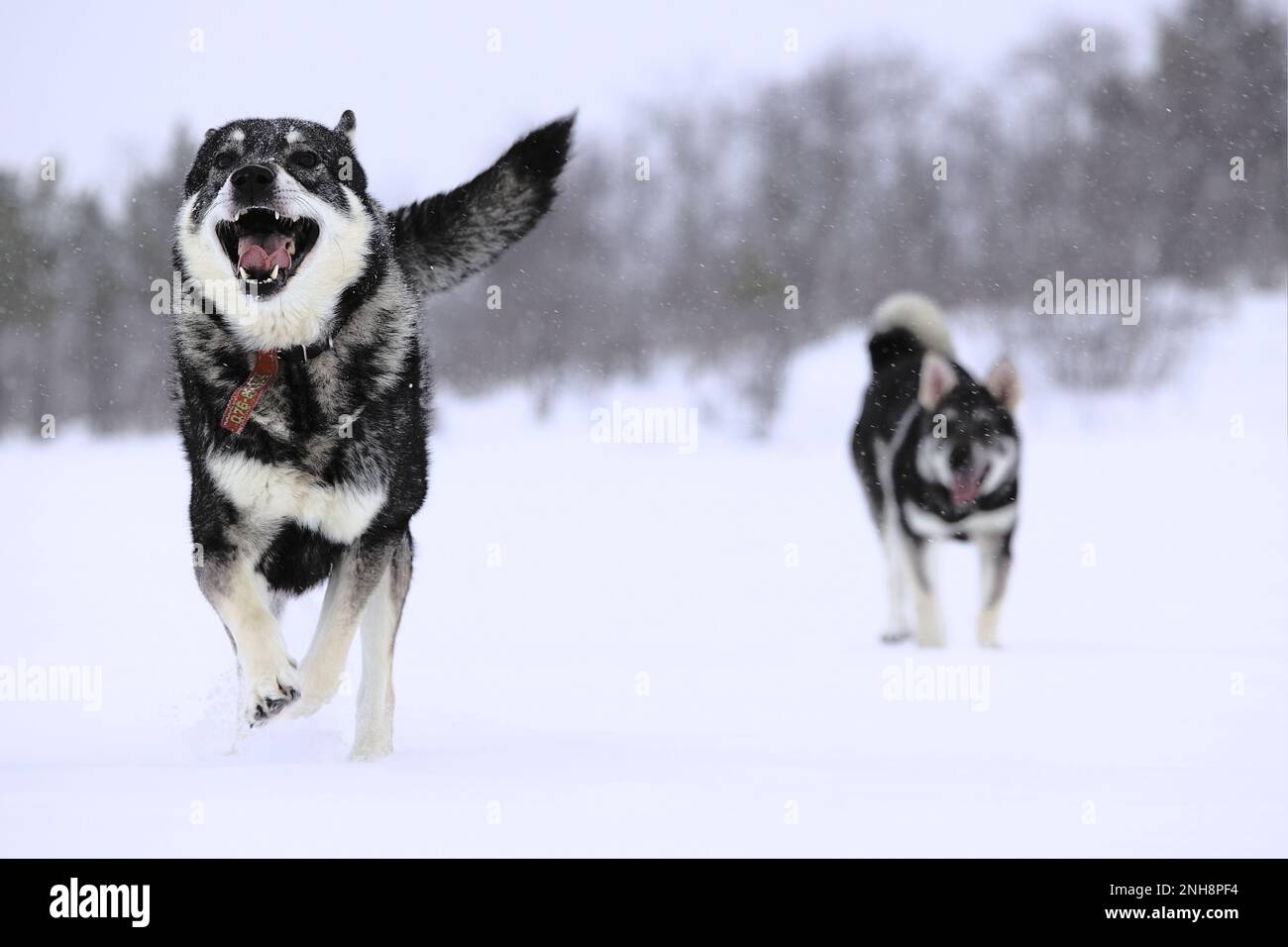 Dogs playing in snow Stock Photo