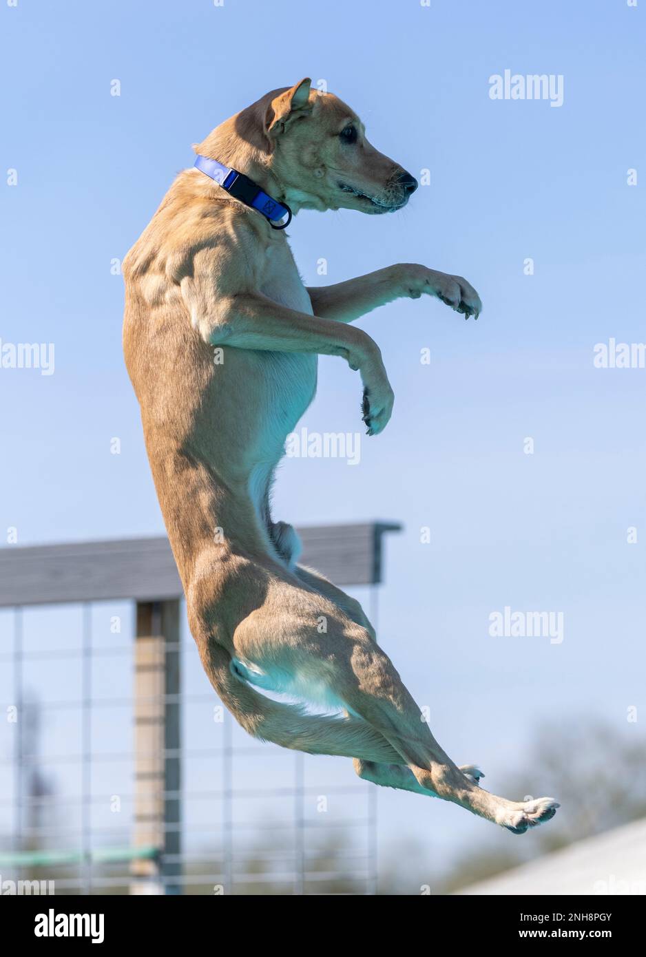Yellow Lab about to land in a swimming pool in a funny upright position Stock Photo