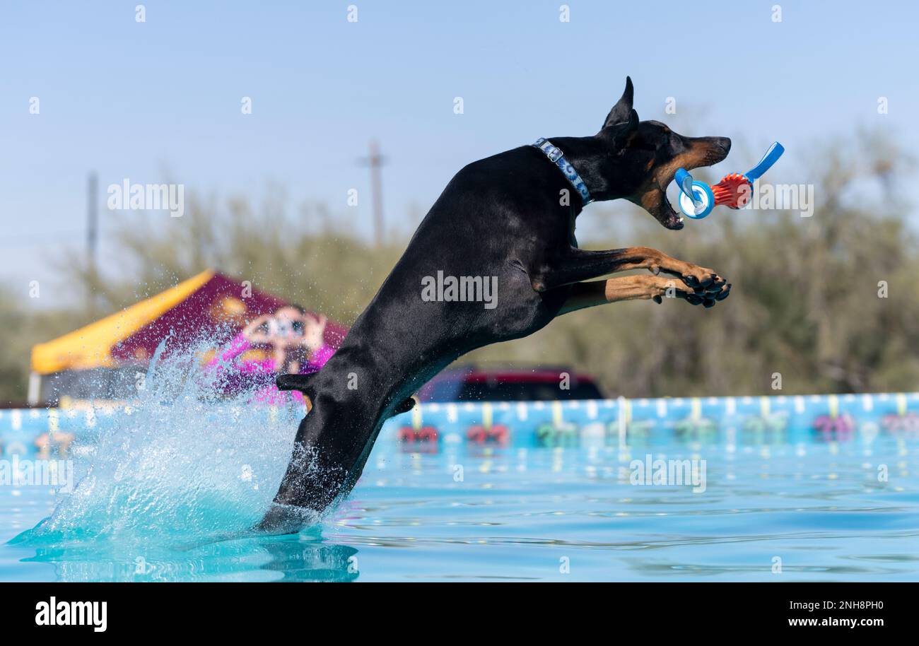 Dobermann Pincher landing in the pool catching a toy Stock Photo