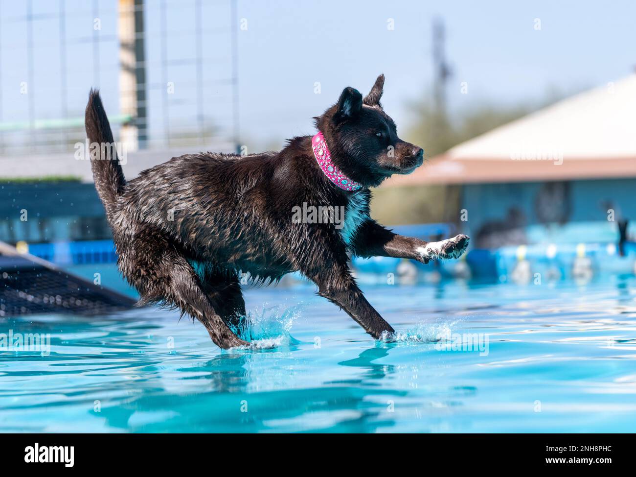 Chocolate Labrador Retriever dock diving into a pool with a bling pink