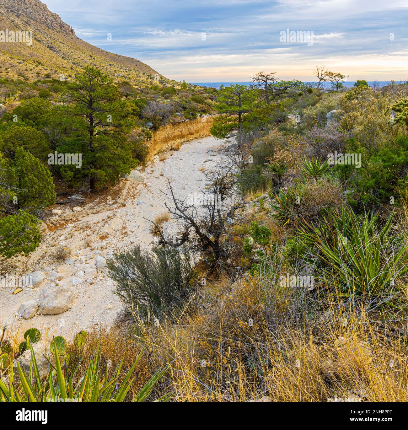 Sunrise on Pine Springs Canyon, Devil's Hall Trail, Guadalupe Mountains National Park, Texas, USA Stock Photo