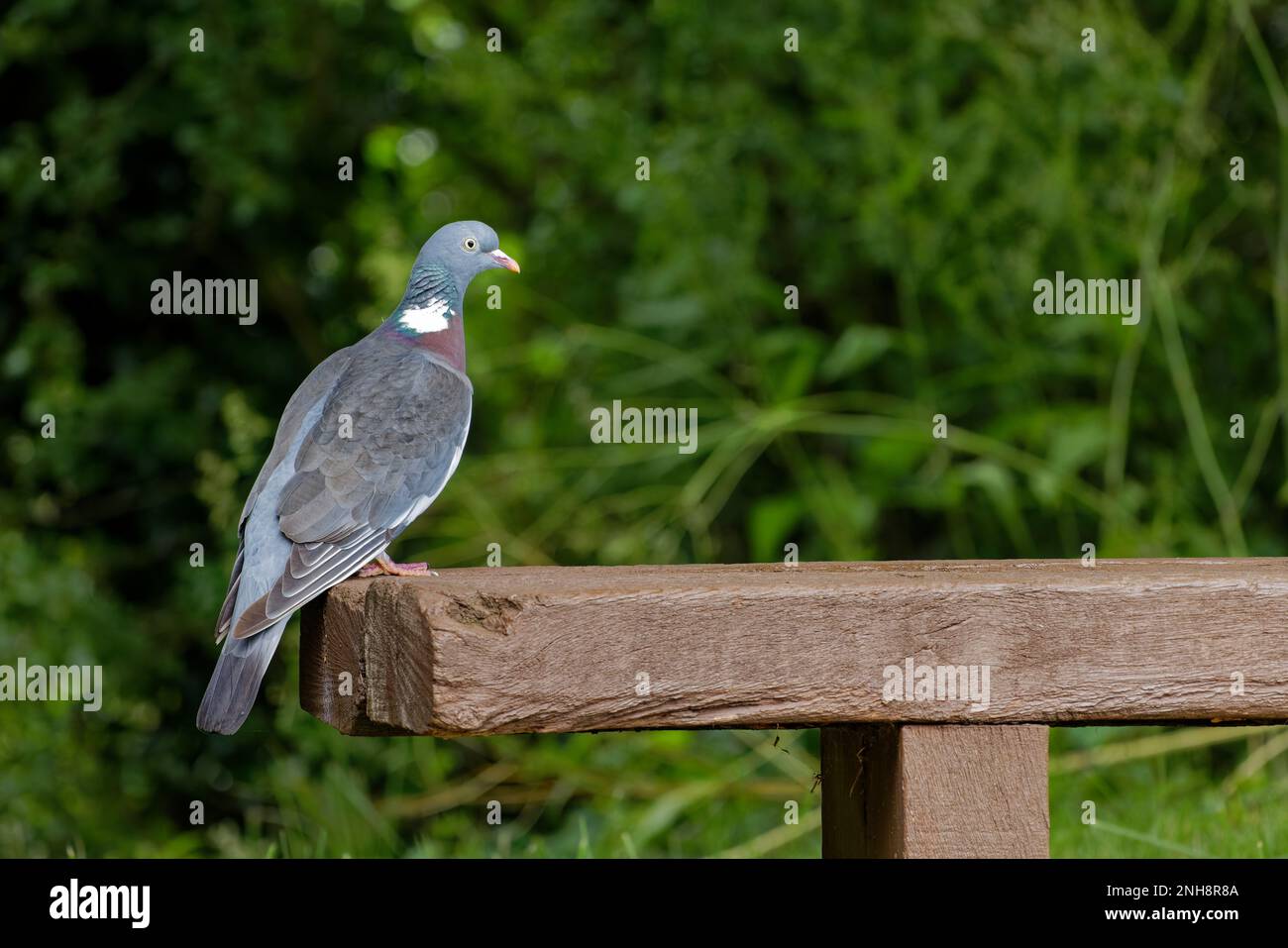 Woodpigeon (Columba palumbus) perched on a public bench Stock Photo Alamy