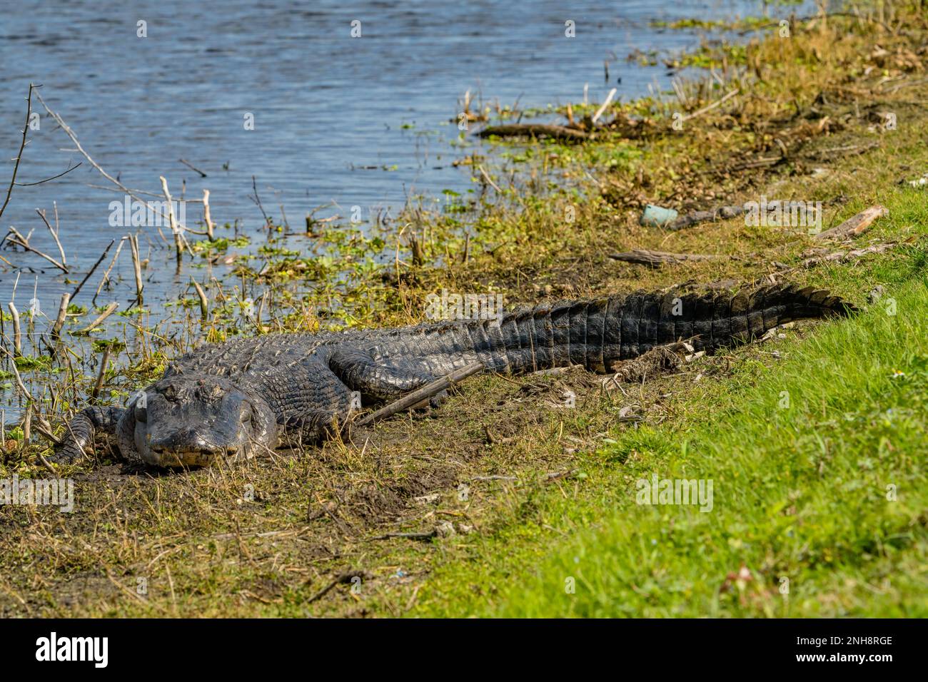 Florida alligator Stock Photo