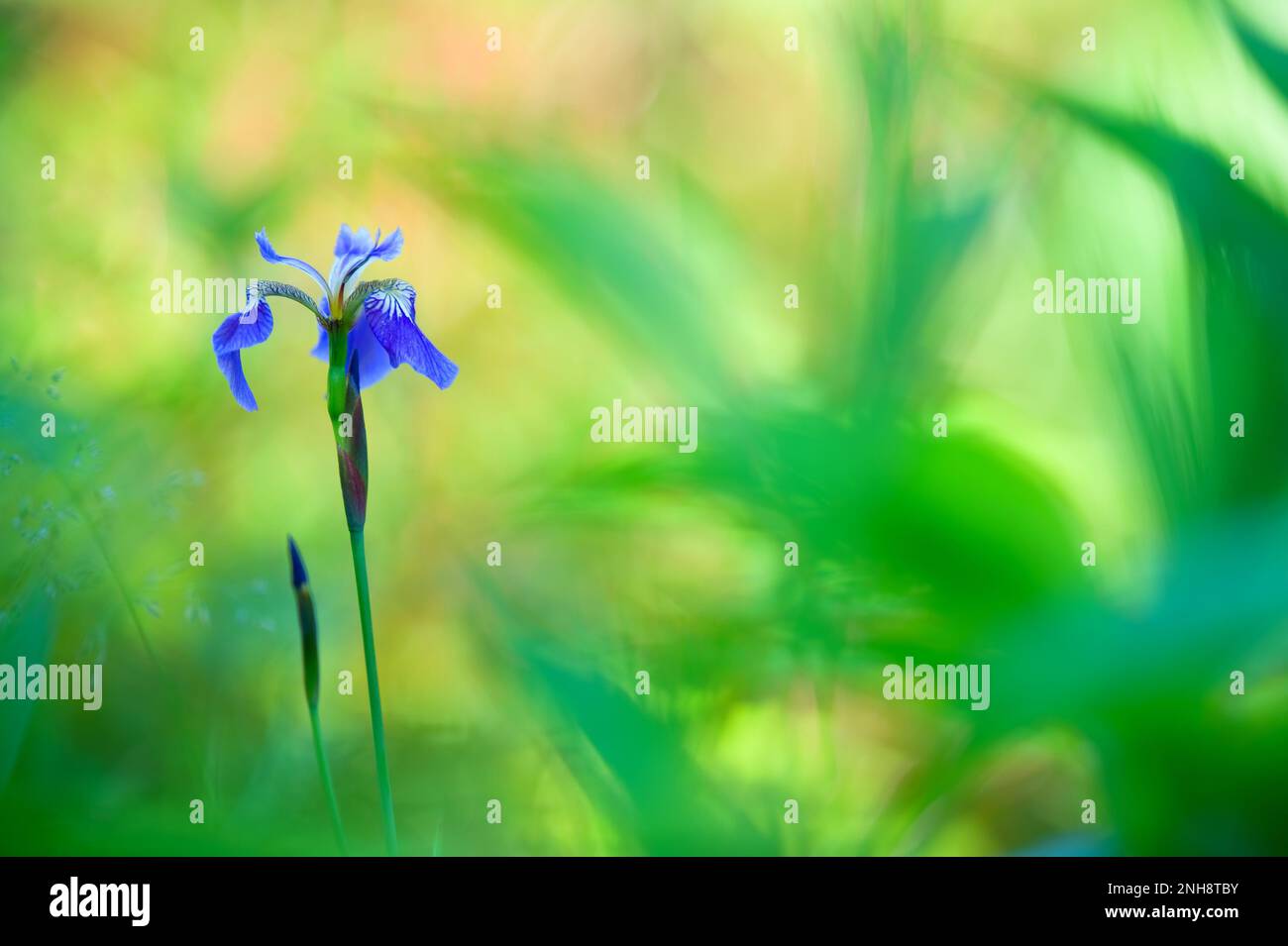 Iris flower (Iris sanguinea). Focus on petals, shallow depth of field. Stock Photo