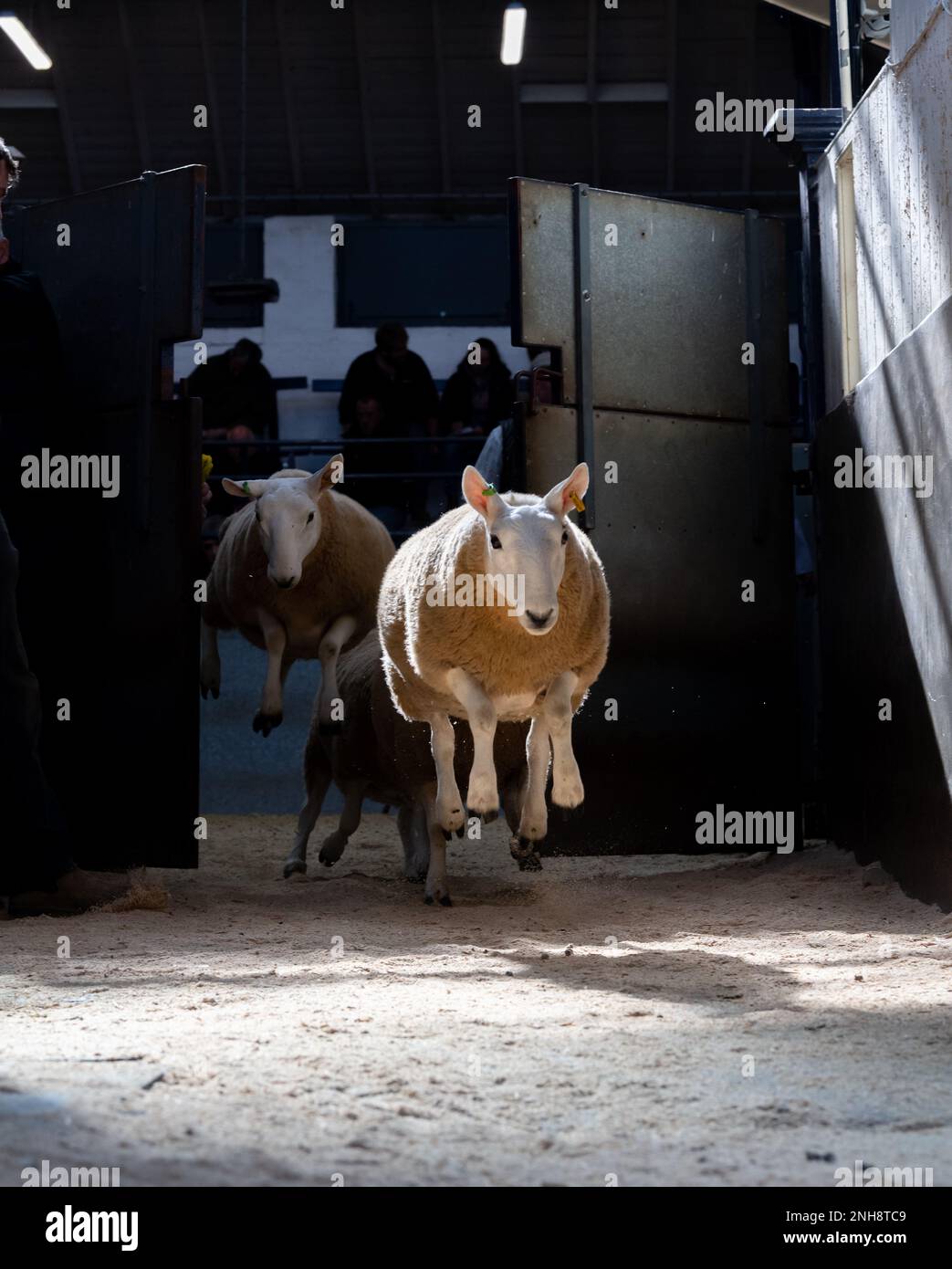 North Country Cheviot Park type sale at Lockerbie auction mart, 2021