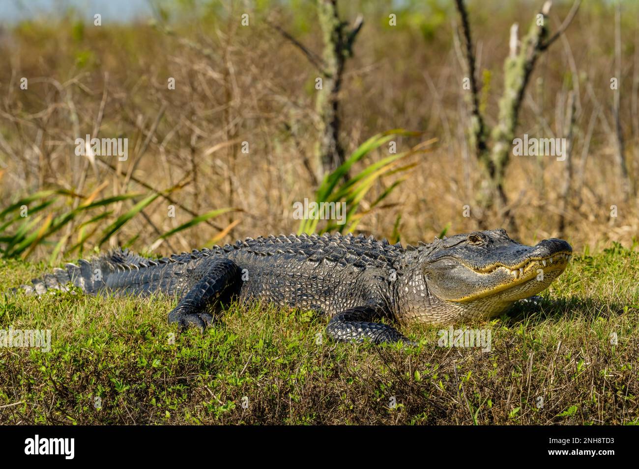Florida alligator Stock Photo