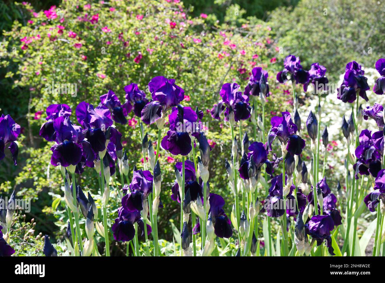 Summer blooms of tall purple bearded Iris germanica and pink roses in a ...