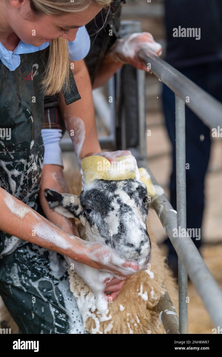 Washing sheeps faces before a sale. North Yorkshire, UK. Stock Photo