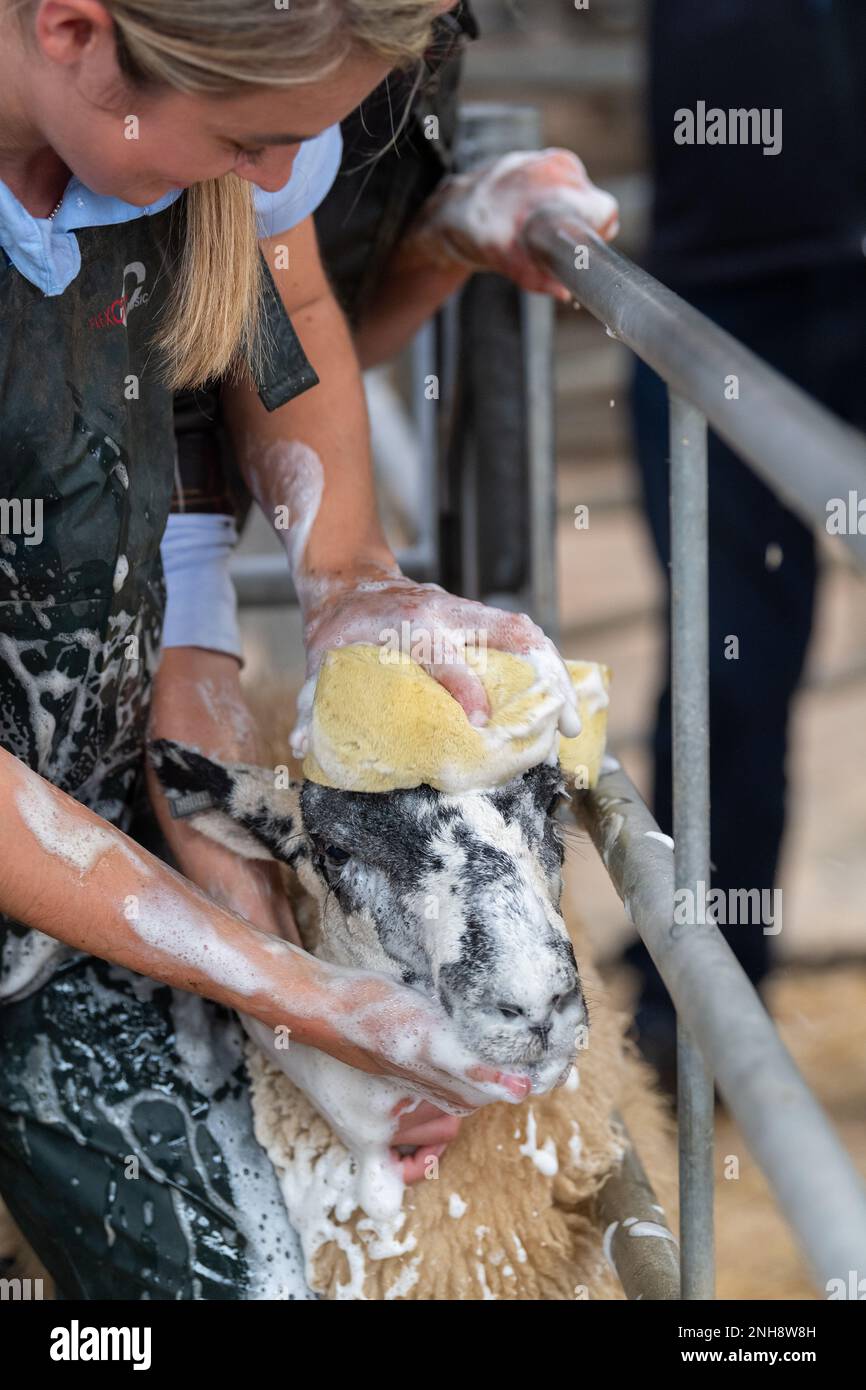 Washing sheeps faces before a sale. North Yorkshire, UK. Stock Photo