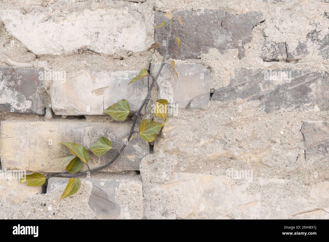 ivy branch on the wall Stock Photo
