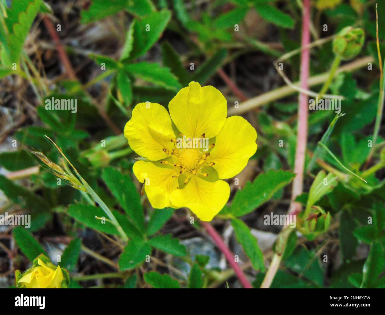 Creeping Cinquefoil (Potentilla reptans) flower in Romania Stock Photo