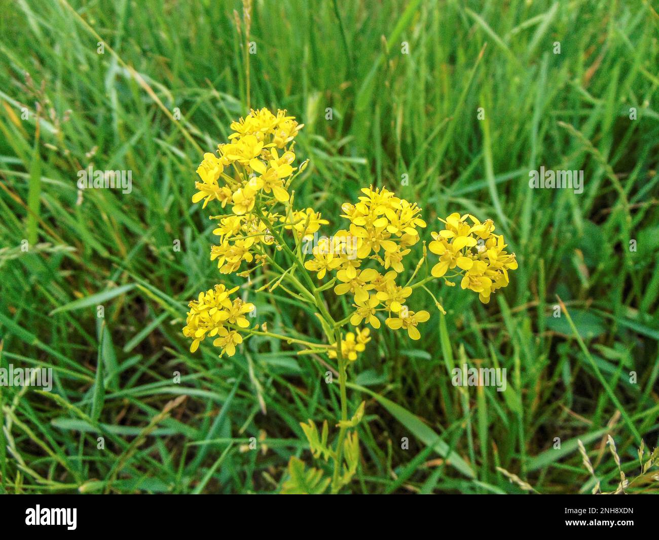 Austrian Yellow-cress (Rorippa austriaca) flower Stock Photo