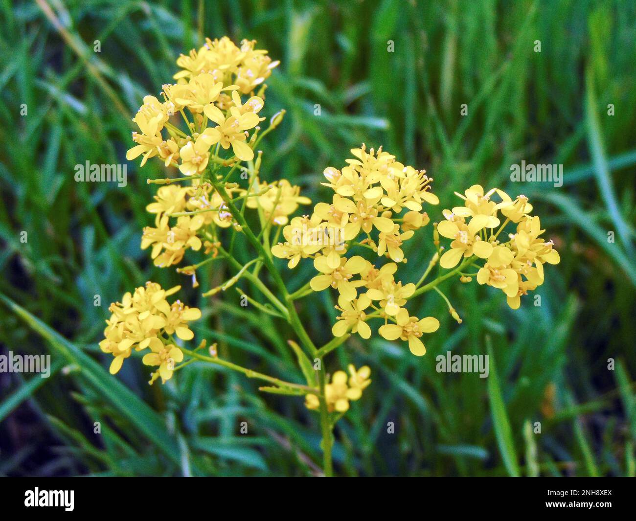 Austrian Yellow-cress (Rorippa austriaca) flower Stock Photo
