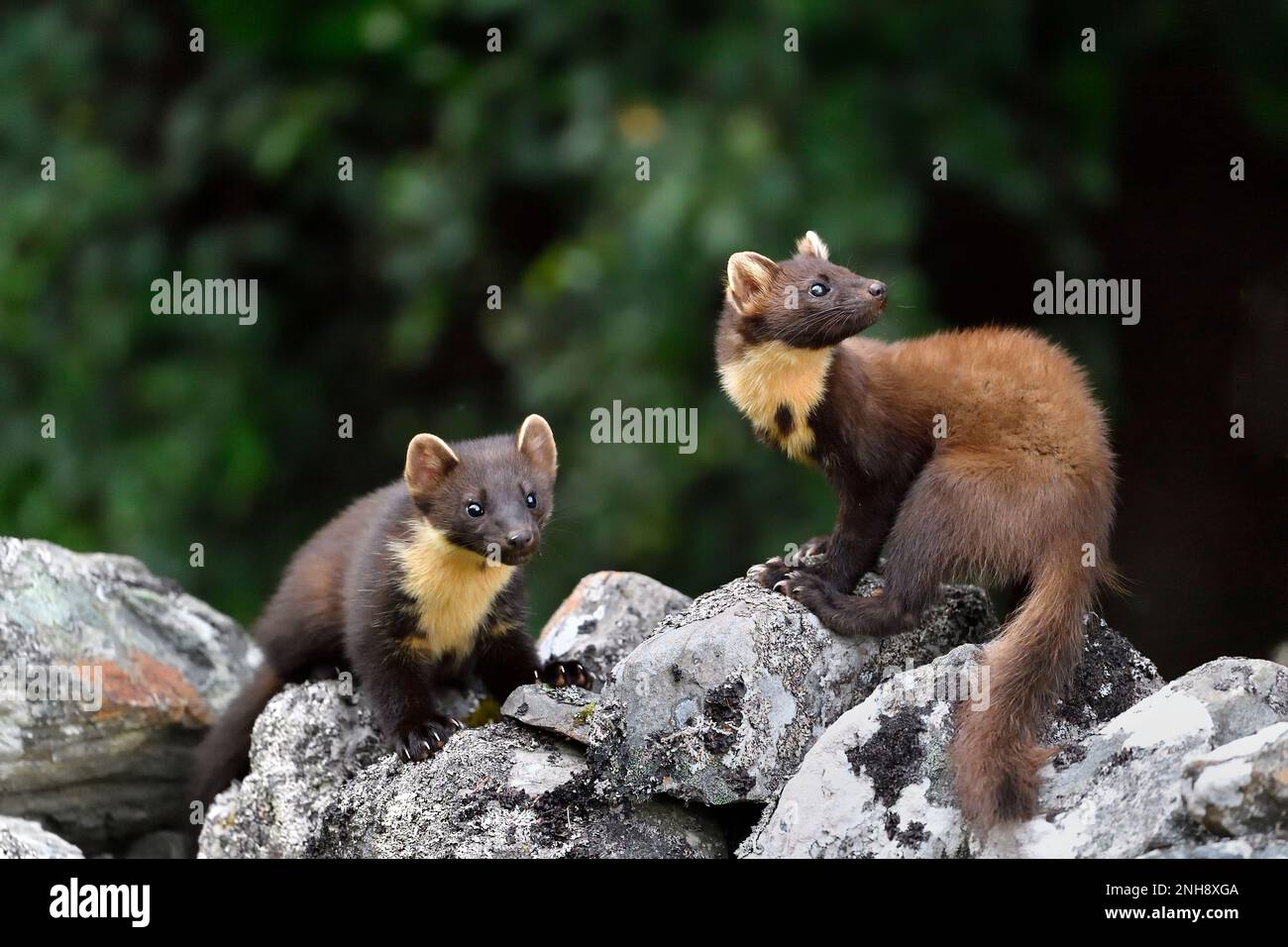 Pine Marten (Martes martes) juveniles attracted to peanuts left for red squirrels on old drystone wall on the Aigas Estate, Inverness-shire, Scotland Stock Photo