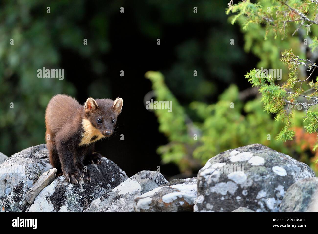 Pine Marten (Martes martes) juvenile attracted to peanuts left for red squirrels on old drystone wall on the Aigas Estate, Inverness-shire, Scotland Stock Photo