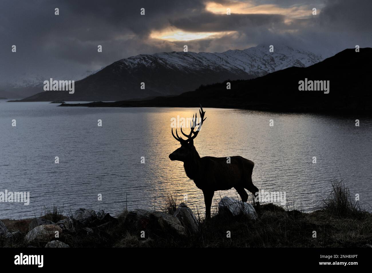Red Deer (Cervus elaphus) silhouette of stag against loch, Glengarry, Inverness-shire, Scotland, March 2016 Stock Photo
