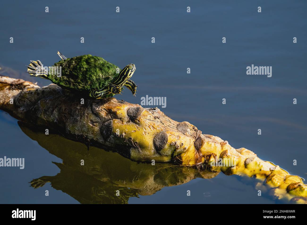 Eastern painted turtles hi-res stock photography and images - Alamy