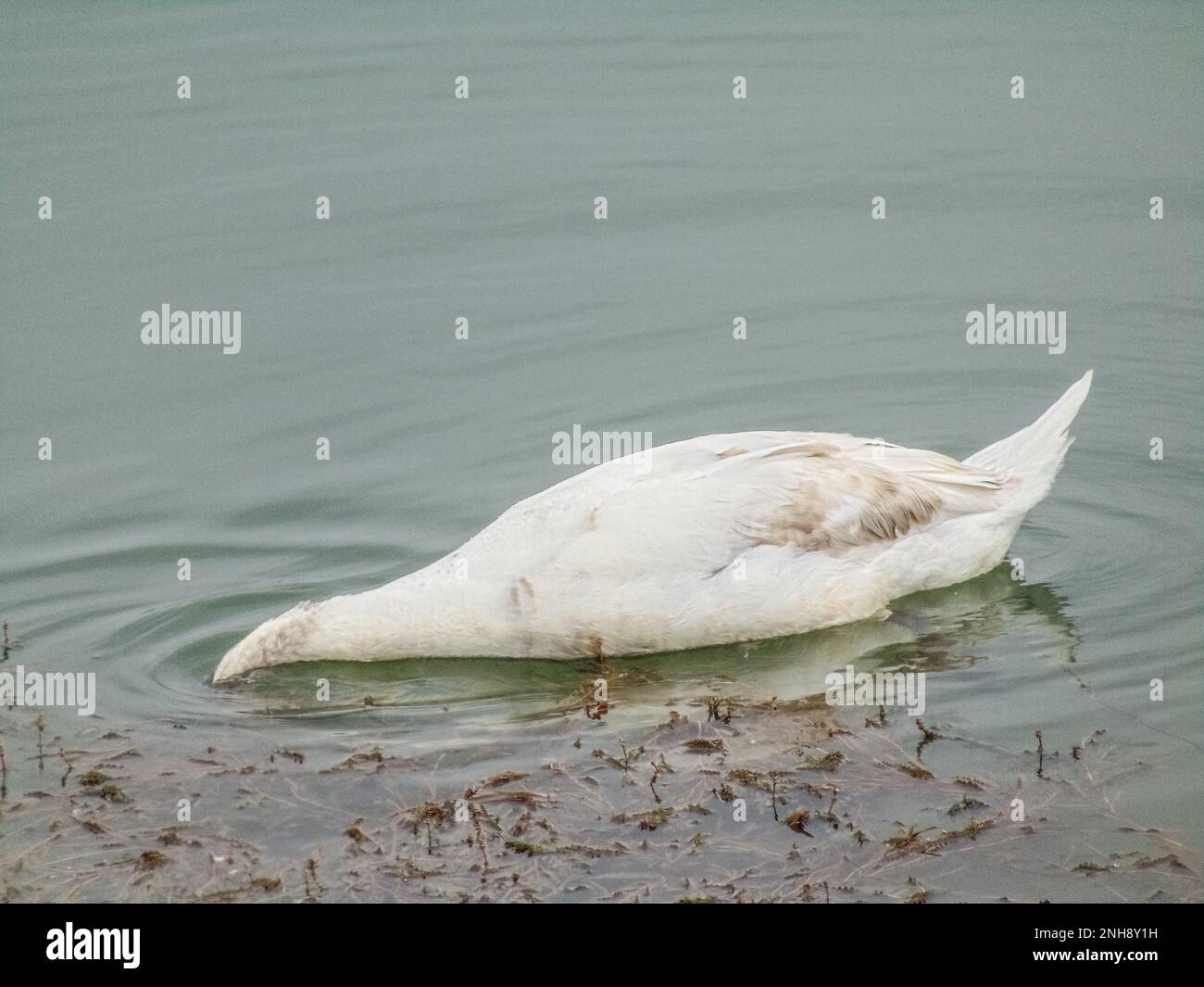 a swan with its head under water Stock Photo Alamy