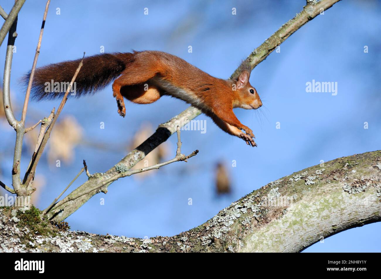 Red Squirrel (Sciurus vulgaris) leaping along branch of ash tree in