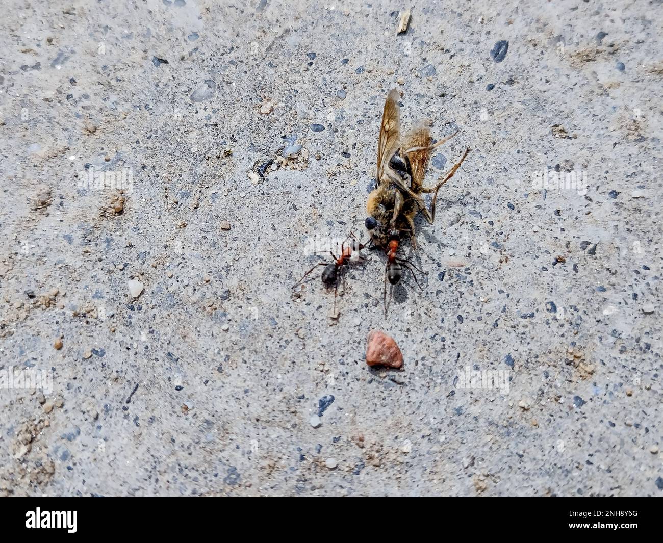 two ants pull a dead bee Stock Photo Alamy