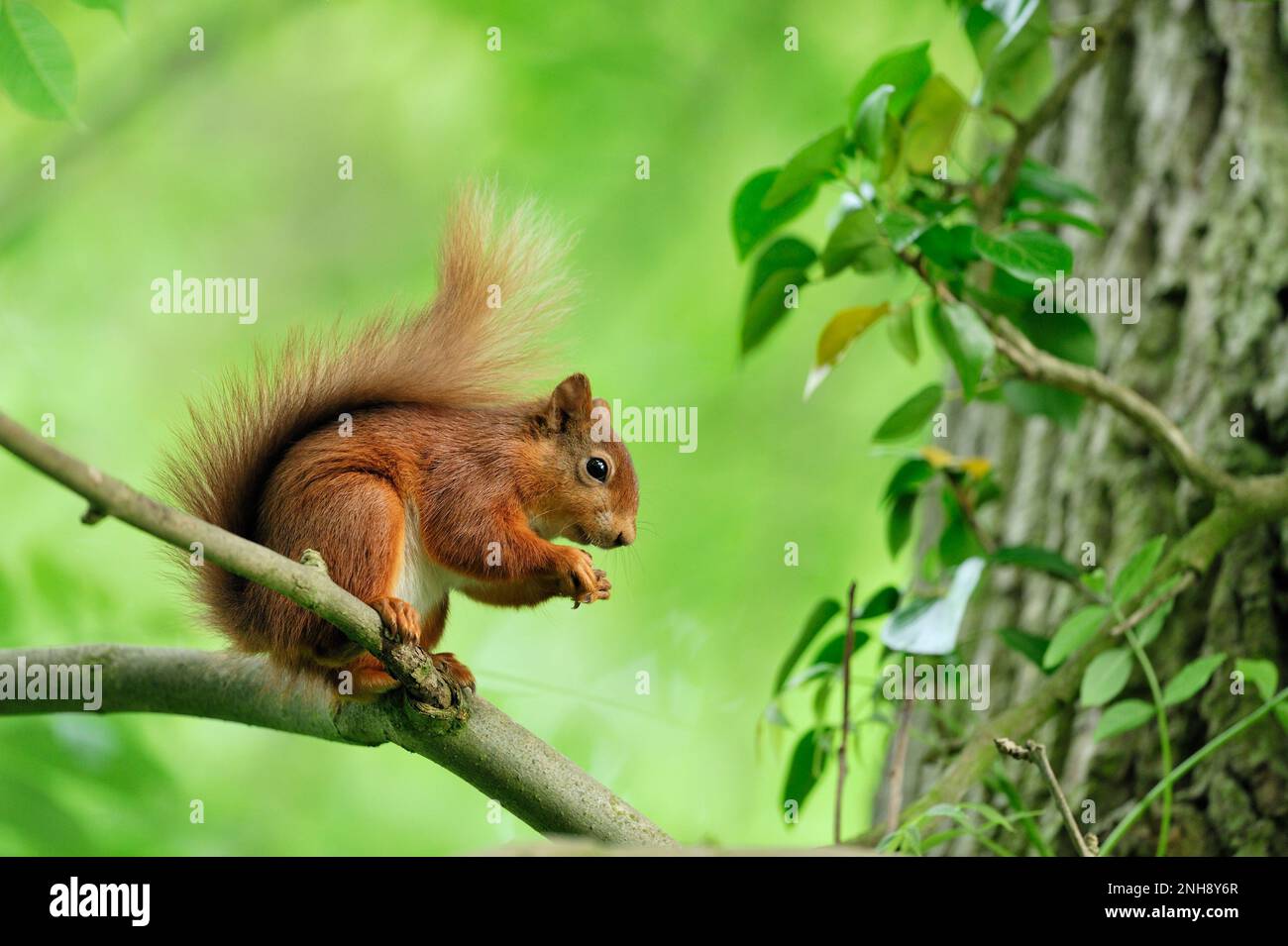 Red Squirrel (Sciurus vulgaris) in summer coat and in deciduous woodland, Berwickshire, Scotland, June 2011 Stock Photo