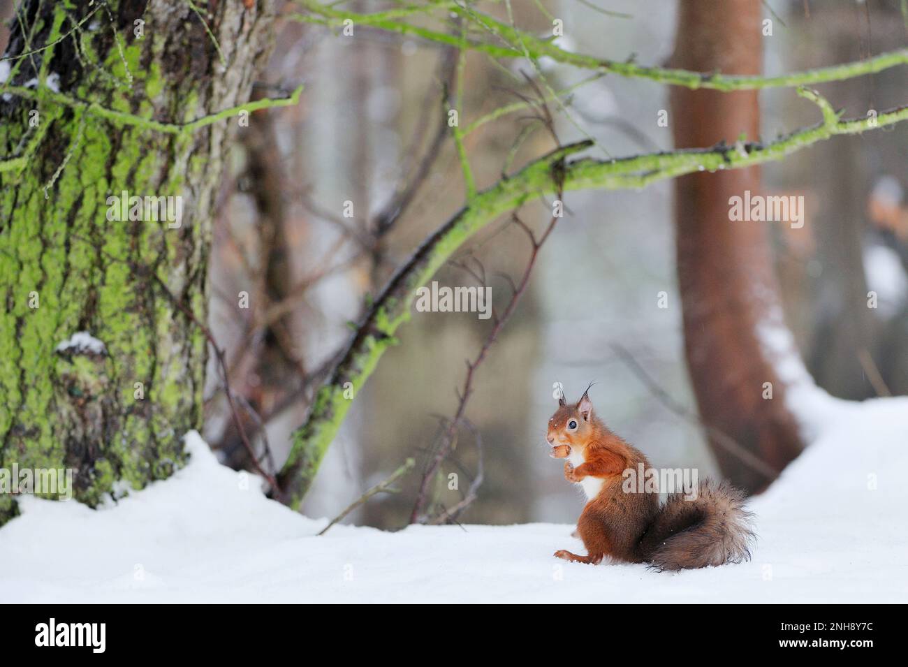 Red Squirrel (Sciurus vulgaris) with hazelnut in deciduous woodland