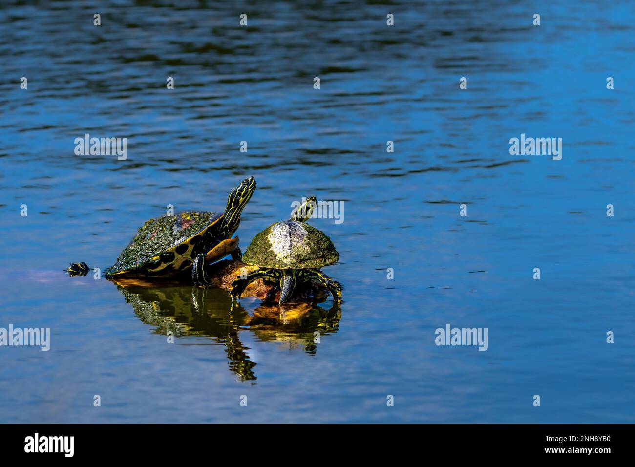Black painted turtle hi-res stock photography and images - Alamy