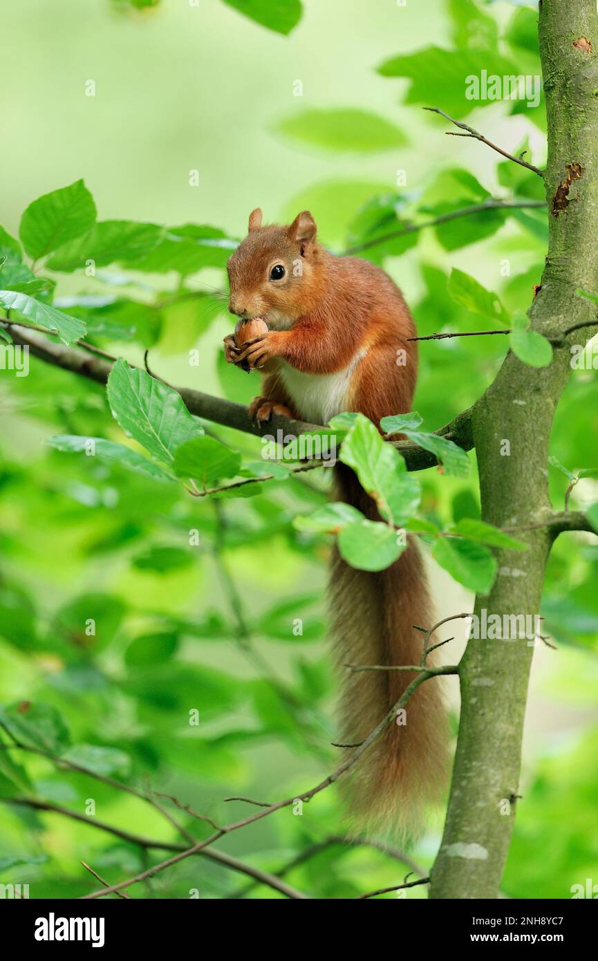 Red Squirrel (Sciurus vulgaris) in summer coat and in beech tree with