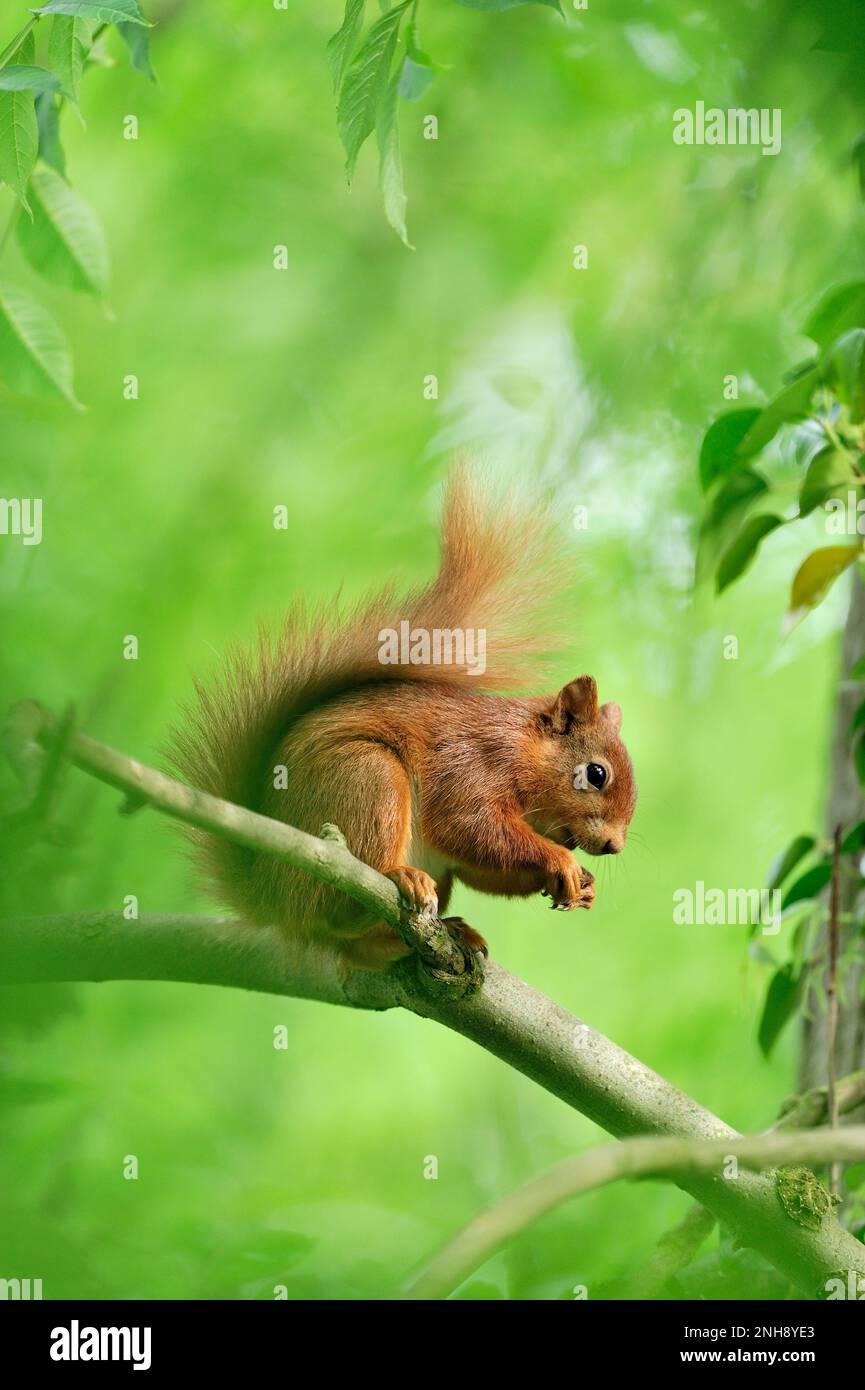 Red Squirrel (Sciurus vulgaris) in summer coat and in deciduous woodland, Berwickshire, Scotland, June 2011 Stock Photo