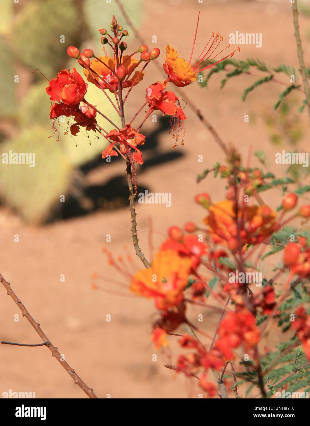 desert flowers bluming Stock Photo