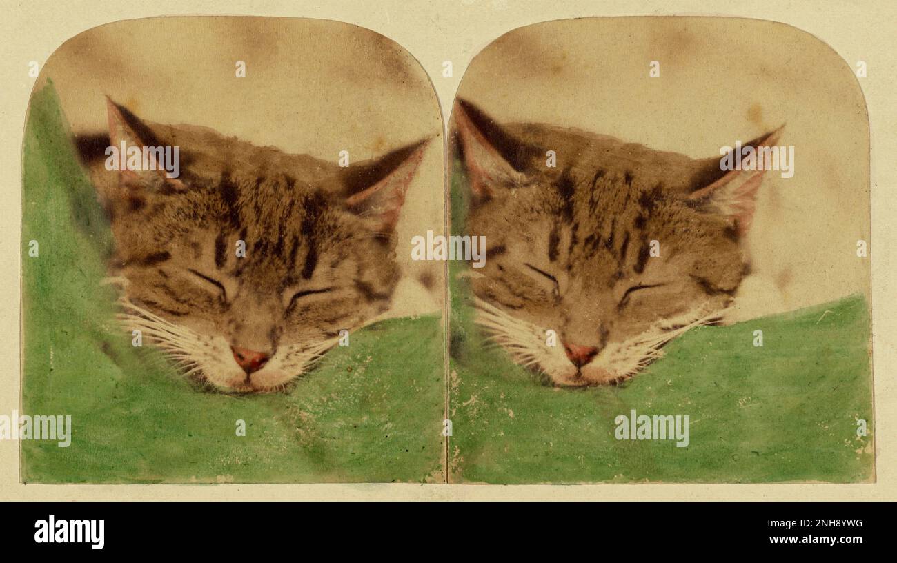 Sleeping cat, photographed in England in the 1870s by William H. Mason. Hand-colored albumen silver print. Stock Photo