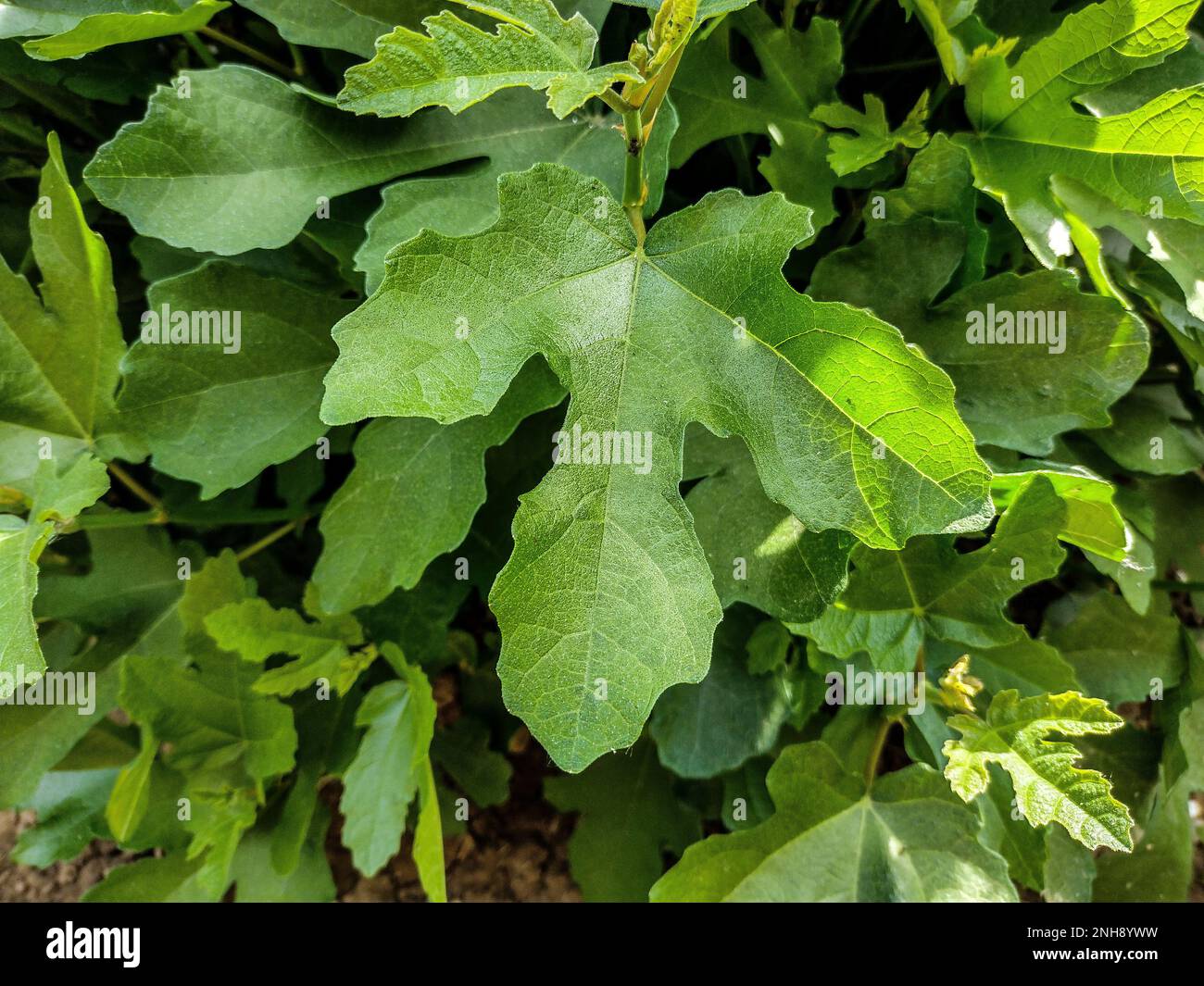 Edible fig (Ficus carica) leaves closeup Stock Photo Alamy