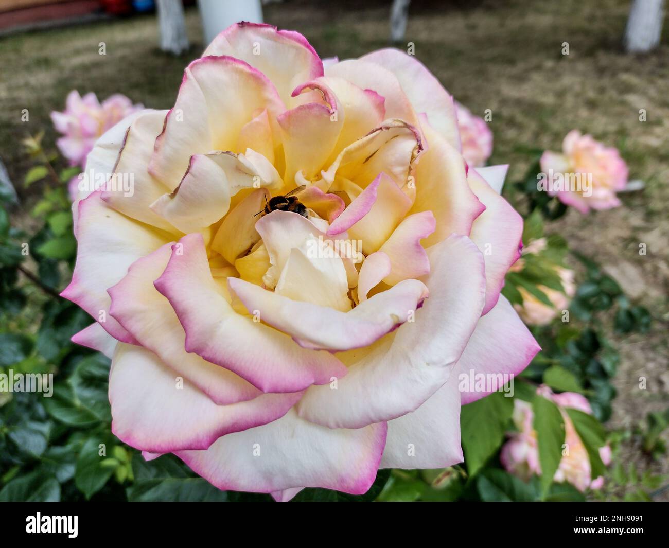 Garden stock rose hi-res stock photography and images - Alamy