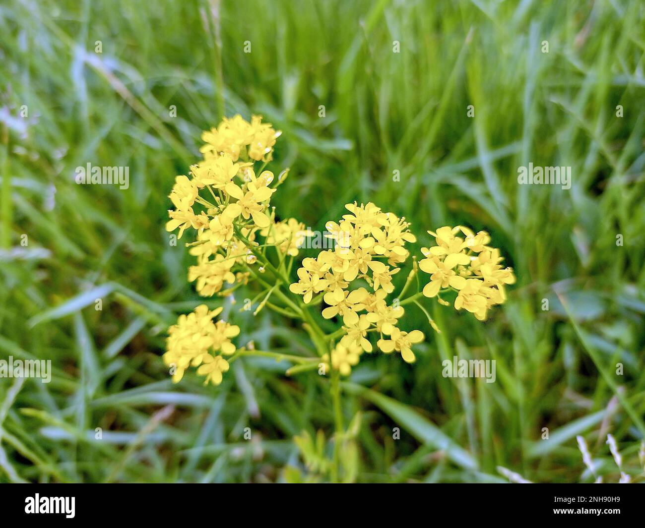 Austrian Yellow-cress flower in spring Stock Photo