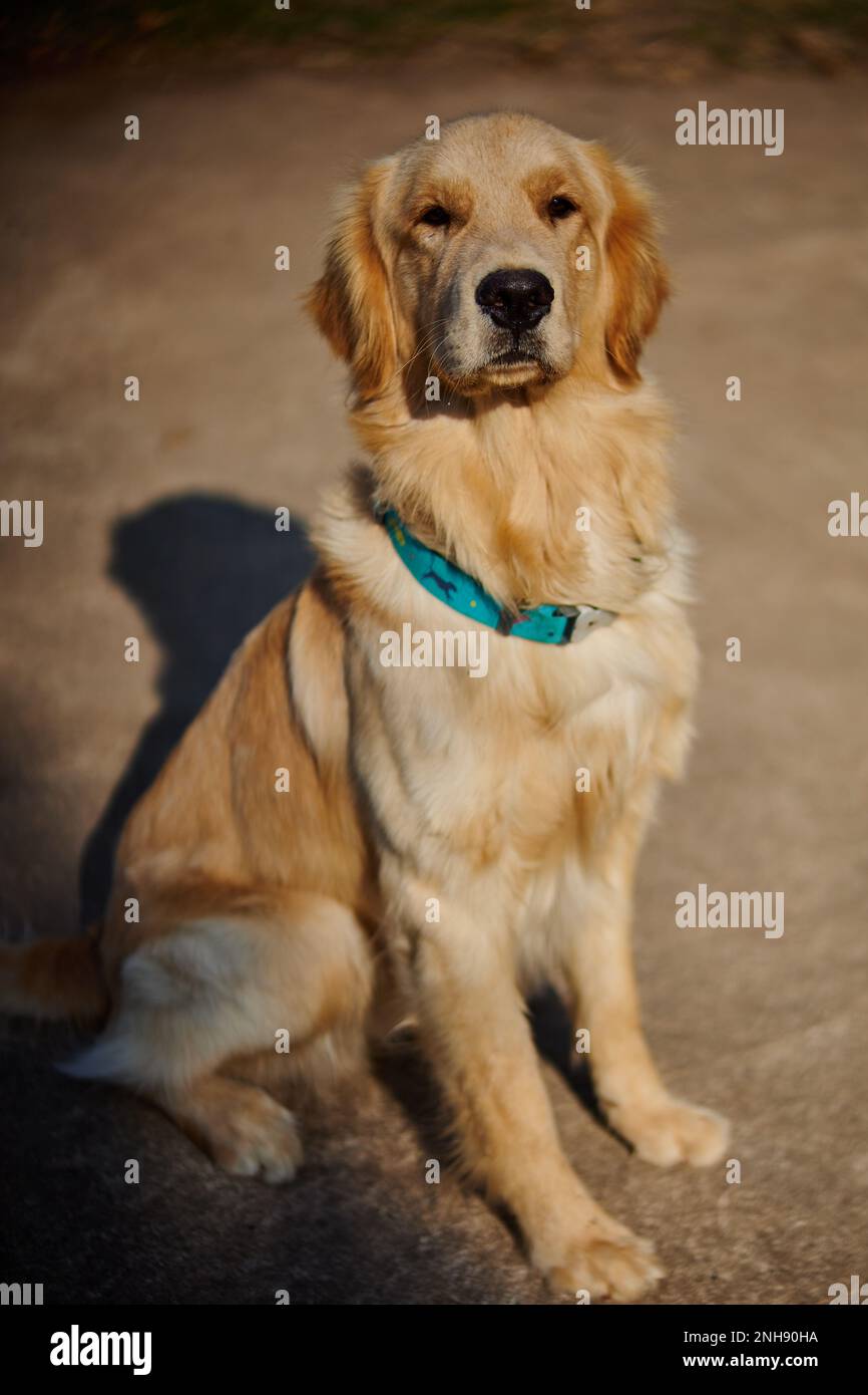 Golden retriever sitting on the floor Stock Photo - Alamy