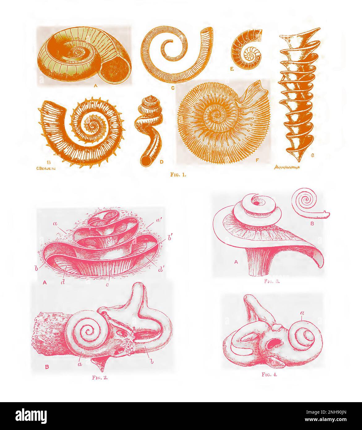 Illustration of spiral shell formations (Figure 1), including: (1A) Euomphalus pentangulatus; (1B) Crioceras emeriri; (1C) Ecculiomphalus distans; (1D) Siliquaria anguina; (1F) Stephanoceras humphresianum ammonite; and (1G) Axis of Archimedes wortheri, and their resemblance to similar spiral formations in portions of the human inner ear (Figures 2, 3, 4), including: (2A) cochlea; (2B) osseous labyrinth of left internal ear seen from without; (3) laminae of cochlea; and (4) bony labyrinth of right internal ear of child. From Design in Nature by J. Bell Pettigrew, 1908. Colorized. Stock Photo