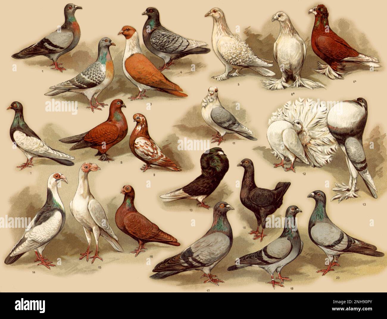 Domestic pigeons. Illustration by Karl Wagner (1864,Ai1939), 1909. 1. Rock dove. ,Ai 2. Coburg Lark. ,Ai 3. Strasser. ,Ai 4. Lynx. ,Ai 5. Frillback. ,Ai 6a. Saxon Drum. ,Ai 6b. German Drum. ,Ai 7. Long-billed Tumbler. ,Ai 8. Middle-billed Tumbler. ,Ai 9. Short-billed Tumbler. ,Ai 10. Nun. ,Ai 11. Anatolian Turbit. ,Ai 12. Fantail. ,Ai 13. English Pouter. ,Ai 14. Nuremberg Bagdad. ,Ai 15. Carrier. ,Ai 16. German Barb. ,Ai 17. Roman. ,Ai 18. Maltese. ,Ai 19. Antwerp Carrier. ,Ai 20. Show Pigeon. Stock Photo