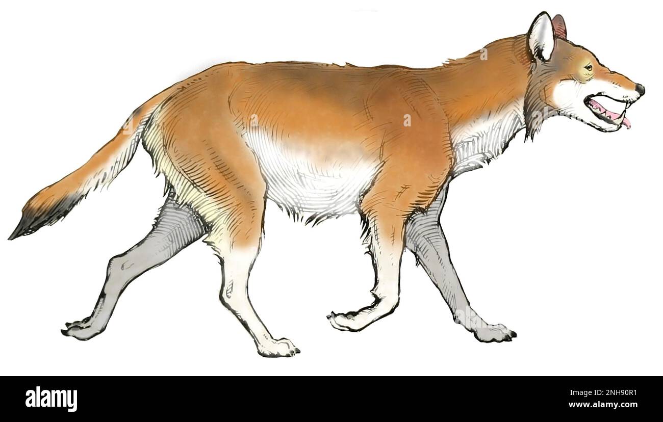 Prehistoric dire wolf (Aenocyon dirus). The dire wolf lived in the Americas and eastern Asia during the Late Pleistocene and Early Holocene epochs (125,000,Ai9,500 years ago). Illustration by Erwin S. Christman from American Museum journal, 1916. Colorized. Stock Photo