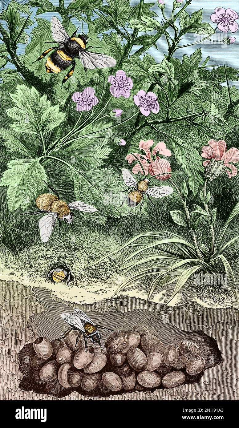 A large Apathus vestalis bumblebee (top), a carder bee (Bombus muscorum) above its nest, a white-tailed bumblebee (Bombus lucorum) in the foreground on its nest, and a long-horned bee (Eucera longicornis) flying at center. Illustration from Insects at home; being a popular account of insects, their structure, habits and transformations (1872) by John George Wood. Colorized. Stock Photo