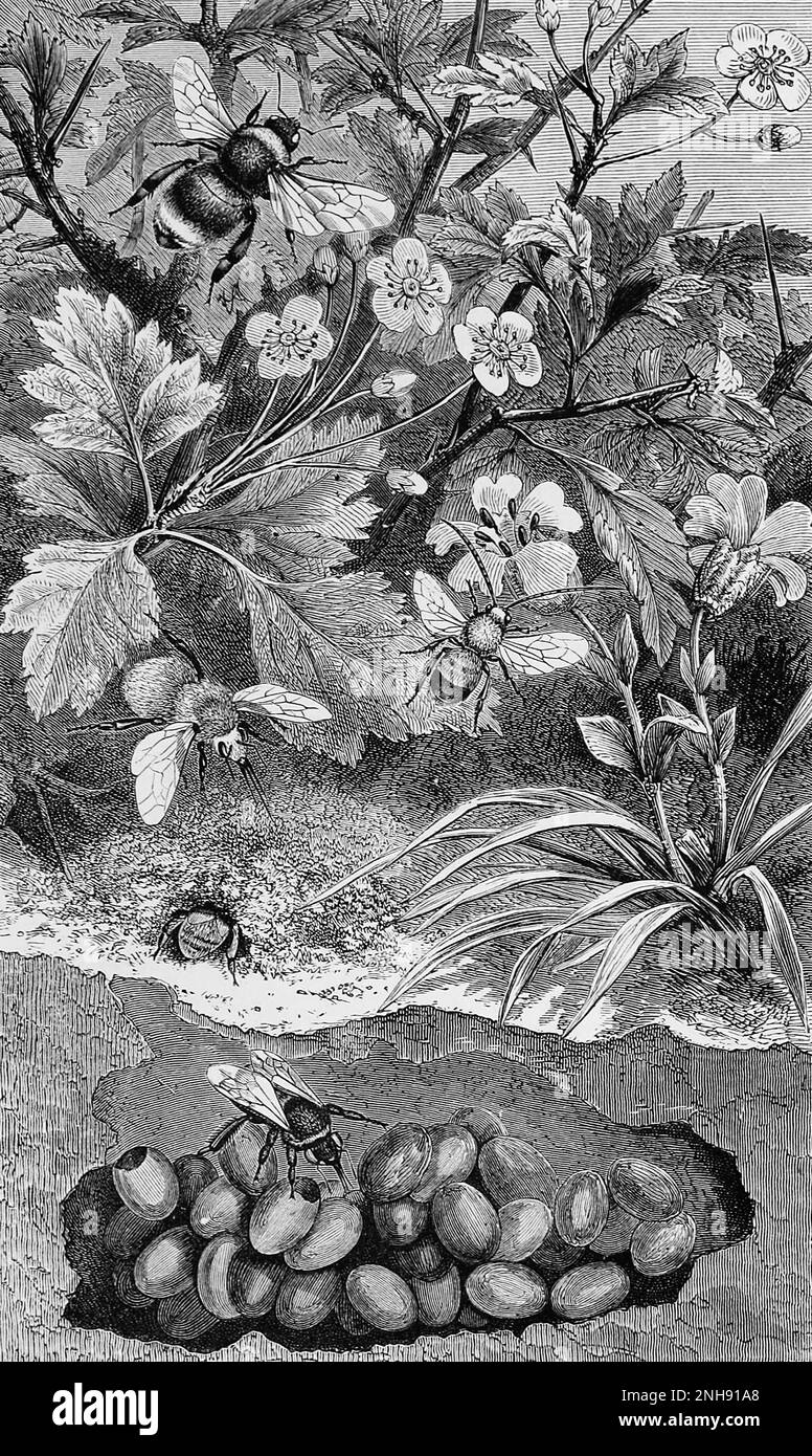 A large Apathus vestalis bumblebee (top), a carder bee (Bombus muscorum) above its nest, a white-tailed bumblebee (Bombus lucorum) in the foreground on its nest, and a long-horned bee (Eucera longicornis) flying at center. Illustration from Insects at home; being a popular account of insects, their structure, habits and transformations (1872) by John George Wood. Stock Photo