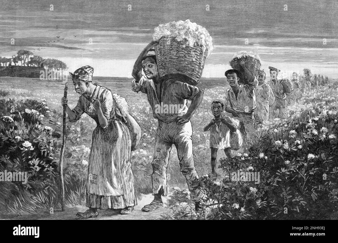 Black laborers bringing cotton in from the field in Alabama, 1880s. Illustration by Matthew Somerville Morgan (1839-1890), 1887. Stock Photo