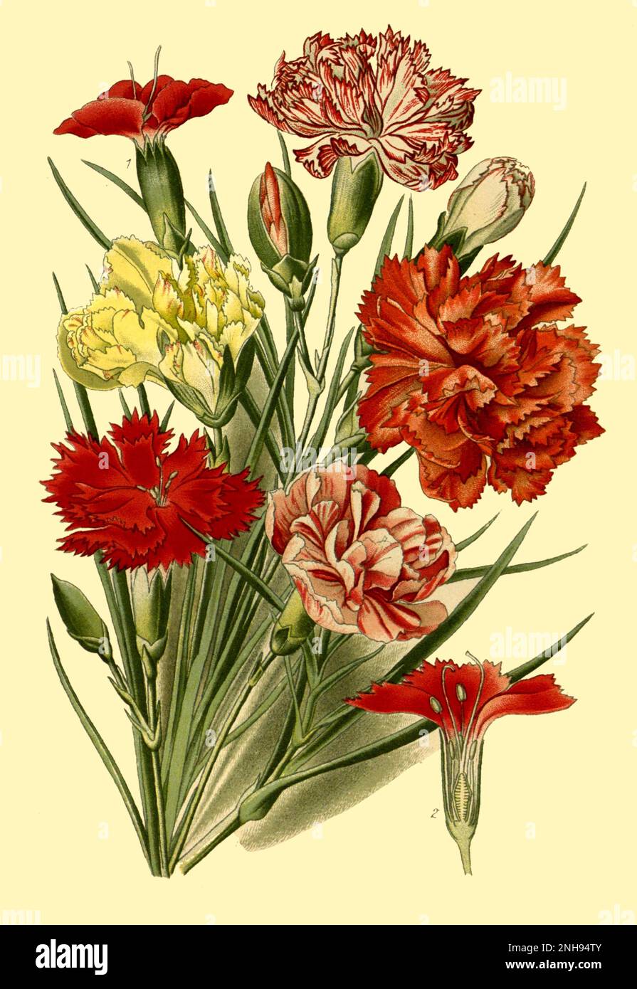 Carnation, Dianthus caryophyllus, also called grenadine or clove pink. In 1716, English botanist Thomas Fairchild (c.1667-1729) created the world's first man-made hybrid plant, Dianthus Caryophyllus barbatus, known as Fairchild's Mule. It was a cross between a Sweet William (Dianthus barbatus) and a pink carnation (Dianthus caryophyllus), the latter shown here. Stock Photo