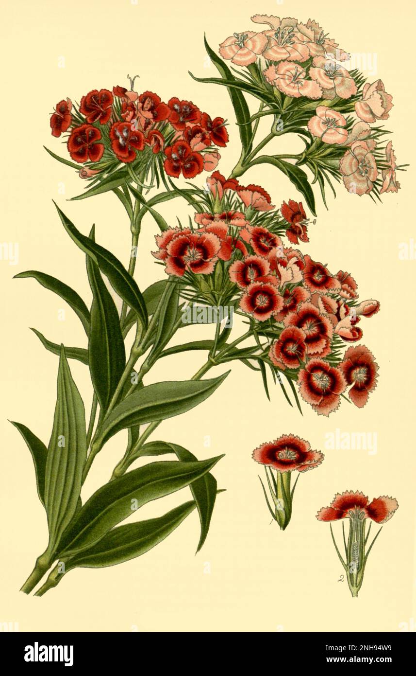 Sweet William, Dianthus barbatus. In 1716, English botanist Thomas Fairchild (c.1667-1729) created the world's first man-made hybrid plant, Dianthus Caryophyllus barbatus, known as Fairchild's Mule. It was a cross between a Sweet William (Dianthus barbatus) and a pink carnation (Dianthus caryophyllus), the former shown here. Stock Photo